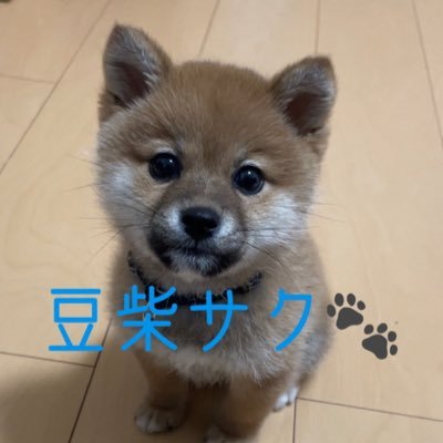 豆柴のサクと申します。2021年10月16日生まれ。12歳の柴犬のお兄ちゃんのリクと楽しい日々の記録を🐕 よろしくお願いいたします🐾 タヌキか子グマか豆柴か...⚠️画像悪用や無断転載NGです 【TikTok】は下のURLから💙🧡👇🏻