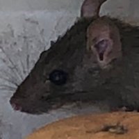 STEB (@be0000007) 's Twitter Profile