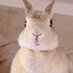 うさぎのみやび🐰 (@usagi_no_miyabi) Twitter profile photo うさぎのみやび🐰 (@usagi_no_miyabi) Twitter profile photo