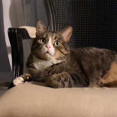 denmicsuna's profile picture. any pronouns