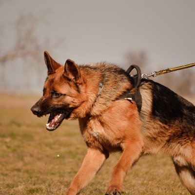 All American mama and grandma, wife of retired NY State Trooper. I was a K9 decoy just for fun, Ultra Maga  
Tired of the bullshit!  No DM's