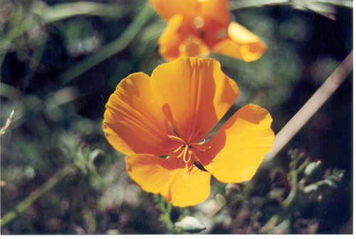 Jdmac_lb's profile picture. 