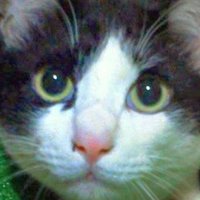 暴れん坊ハチワレ達 (@hp3a2vc5zmsfwsu) 's Twitter Profile Photo 暴れん坊ハチワレ達 (@hp3a2vc5zmsfwsu) 's Twitter Profile Photo