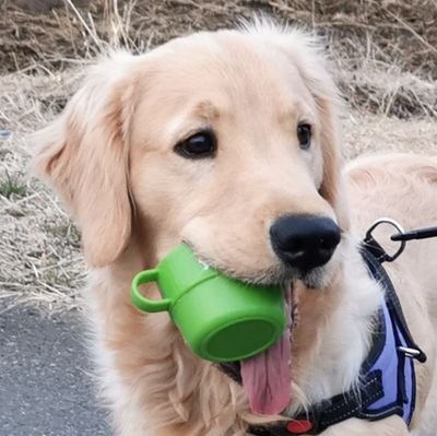 ふぉるてさんのプロフィール画像