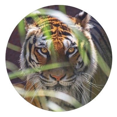 DavieArts's profile picture. Supporting Children's Efforts To Prosper Creatively!
✨🌷✨
Davie County Strong!