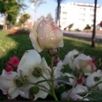 Hava kyz (@havasen_79) 's Twitter Profile Photo