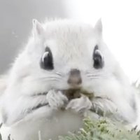 🍀white panther🌼 (@whitepanther25) 's Twitter Profile