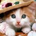 The Internet of Cats 🐈🐈‍⬛ (@KittiesInternet) Twitter profile photo