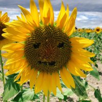 あめ (@amechansou) 's Twitter Profile Photo