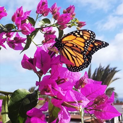 LauSuapas's profile picture. 