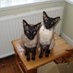 Max ๐ & Kaiโs ๐ mum ๐บ๐ฆ (@jacquelmkc) Twitter profile photo Max ๐ & Kaiโs ๐ mum ๐บ๐ฆ (@jacquelmkc) Twitter profile photo
