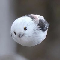 JanettoCornetto 🤿 (@janettocornetto) 's Twitter Profile