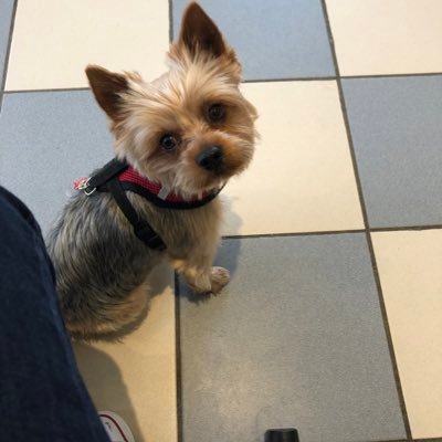 veroniqueszymc2's profile picture. esthéticienne masso-thérapeute... championnat de france 2018-2019 -2022 mondial cophenhague 2021-2022 https://t.co/5P0dFhT7gd