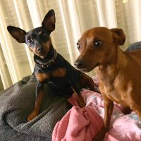 Dogfluencer (@onlinemirrie) 's Twitter Profile