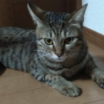 保護猫みーちゃんとにゃん太郎君の日常をあげています。映画、音楽大好きです、特に MAN WITH A MISSION 推し、ガウラーです🐺✨ エロ❌勧誘❌ブロック　DM返信しません。