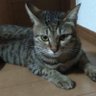 meenyan777's profile picture. 保護猫みーちゃんとにゃん太郎君の日常をあげています。映画、音楽大好きです、特に MAN WITH A MISSION 推し、ガウラーです🐺✨ エロ❌勧誘❌ブロック　DM返信しません。