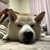 kona-shiba (@c7_ulg) Twitter profile photo kona-shiba (@c7_ulg) Twitter profile photo