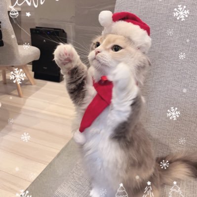 Alicelｮ’ω’*)＠猫垢＋αさんのプロフィール画像