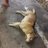 pattaya_rakrak's profile image
