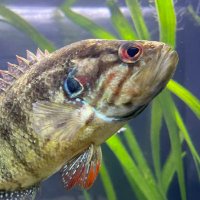 なゆ🐟 (@nayu_fish) 's Twitter Profile