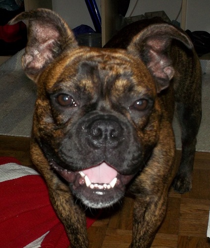 SnortyPickles's profile picture. I despise buses, trucks, pedestrians, cyclists and other drivers. Welcome to my commuting hell. Incredibly low tolerance for stupid folk & anything #kardashian