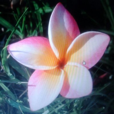 DePolynesie's profile picture. 