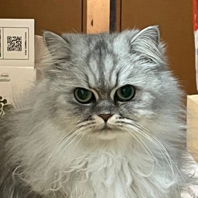 三浦春馬さんのfanです。 時々ネコ。12歳♂のロシアンブルー駿介と6歳♀のノルウェージャンココネと暮らしています。約2年の透析後、22年10月31日夫婦間腎臓移植をしました。