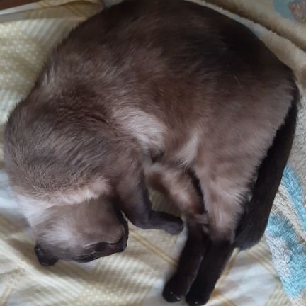 Baltaza03032773's profile picture. Un wey mas que le gusta el anime y las Vtuber                                                                                              

08-02-23 🐱🪦 Scar