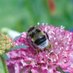 FunWithInsects (@funwithinsects) Twitter profile photo FunWithInsects (@funwithinsects) Twitter profile photo