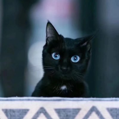 v_angularis504's profile picture. 