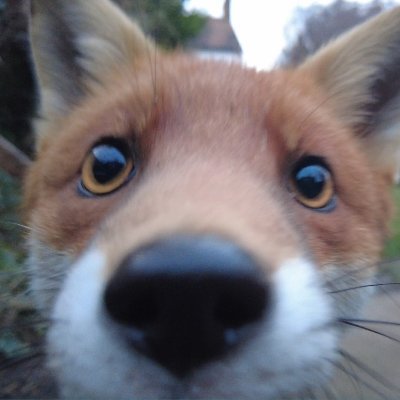 More than 3000 fox videos on my YouTube Channel:

https://t.co/8BGZ4VE0LP