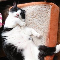 志延-shien - (@rockstarlight) 's Twitter Profile