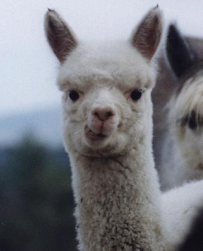 RealAlpaca's profile picture. 