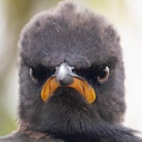 G Green (@sparrowhawk32) 's Twitter Profile