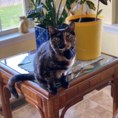 Clementine the 3- legged Tortie