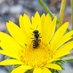 Chaparral Bees (@chaparralbees) Twitter profile photo Chaparral Bees (@chaparralbees) Twitter profile photo