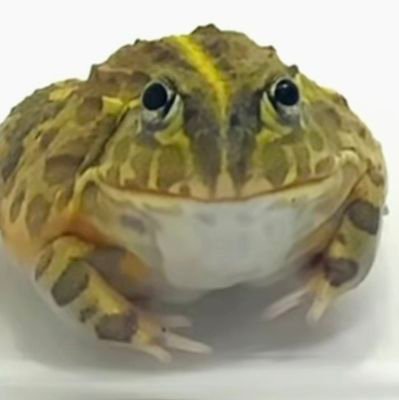 HeroynHannes's profile picture. Offizieller Obi One Fan-Account (Er)