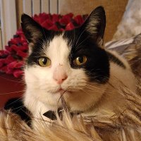 Edward The Black N White Cat(@SewingLadiesCat) 's Twitter Profile Photo