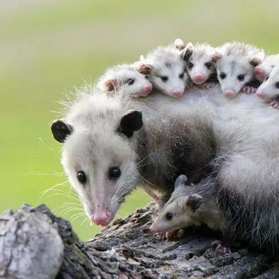 Si talas un #árbol,poda por deporte, sin conocimientos,maltrata una #Zarigüeya cualquier animal, #contaminas el suelo que pisamos,es por FALTA de INTELIGENCIA .