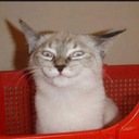 Cameron Shane Webber - @CameronShaneWeb - Twitter