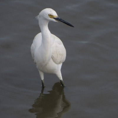 Becc_The_Wreck's profile picture. 23 | Trans-man | Artist

I love Rimworld and sunflower seeds