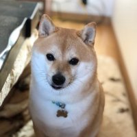 KURUMILK.SHIBAINU(@KURUMILK118) 's Twitter Profile Photo