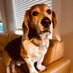 The Sublime Porter (@porterthedog4) Twitter profile photo The Sublime Porter (@porterthedog4) Twitter profile photo