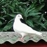 ArchieAruejo2's profile picture. Amateur photographer / Interested in flora and fauna, landscapes.