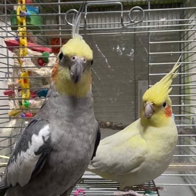 セキセイインコのソラ♂オカメインコのルチノーパール ムギ ♀オカメインコのパール 銀♂ セキセイインコのライム♀R4 2/5🌈へ。インコちゃん達の名前がしりとりです!そらいむぎん‼️インコちゃん大好きです😊無言フォローすみません。宜しくお願いします。