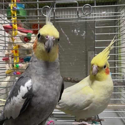 セキセイインコのソラ♂オカメインコのルチノーパール ムギ ♀オカメインコのパール 銀♂ セキセイインコのライム♀R4 2/5🌈へ。インコちゃん達の名前がしりとりです！そらいむぎん‼️インコちゃん大好きです😊無言フォローすみません。宜しくお願いします。