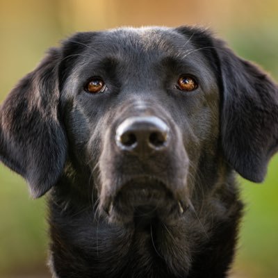 teabeed's profile picture. 