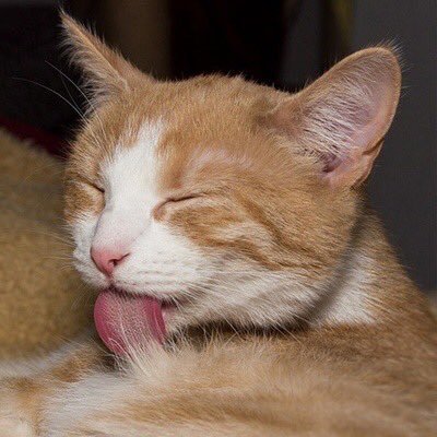 panda_student's profile picture. 猫大好きです/ ネットで学んだ哲学的なことを発信してます/ こういうの好きな人いたら大歓迎です😊苦手な人はスルーして下さい/ 無言フォロー失礼します。