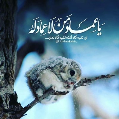 الهم عجل لولیک الفرج والعافیه والنصر وجعلنا من بین اعوانه وانصاره والمستشهدین بین یدیه