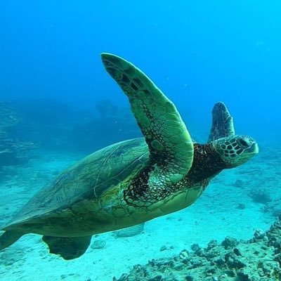 AMMass6's profile picture. love the ocean, books & humans. more compassionate than most-intolerant of hate. all views my own.